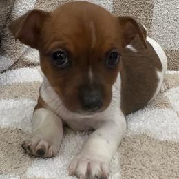 Gus - White and sable male Teddy Roosevelt Terrier puppy in Farmersville, Texas from The Oasis Teddy Roosevelt Terriers