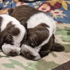 Bracco Italiano and Chihuahua Puppies from Snow Peak Kennel