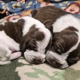 Bracco Italiano and Chihuahua Puppies from Snow Peak Kennel