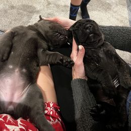 Cane Corso Puppies from Rock Creek Cane Corso