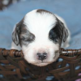 Bernedoodle Puppies from Sparling's Doodles