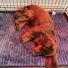 Peony - Chocolate and tan female Dachshund puppy in Cleveland, Georgia from Memaw’s Minis Babies Doxies