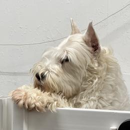 Zoe - Miniature Schnauzer