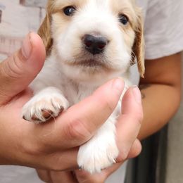 Moe - Piebald male Dachshund puppy in Artesia, California from Woodie Weens