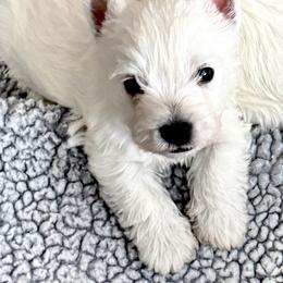 West Highland White Terrier Puppies from Birch Bark Westies
