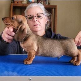 Blueprint Ike MS - Red male Dachshund puppy in Mountain Grove, Missouri from Blueprint K9 Dachshunds- www.BlueprintK9.com