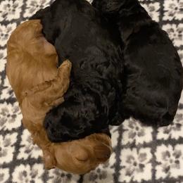 Cockapoo Puppies from Coco's Cocopuffs