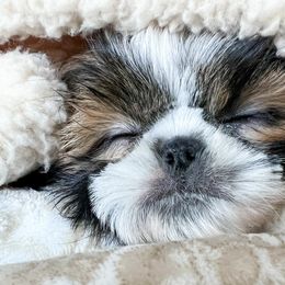 Shih Tzus from Michigan Shih Tzu Babies