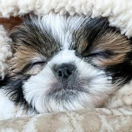 Shih Tzus from Michigan Shih Tzu Babies