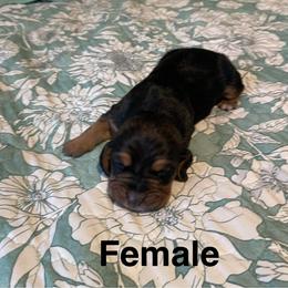 Annie - Black and brown female Basset Hound puppy in Daleville, Alabama from Home Grown Basset Hounds of Alabama
