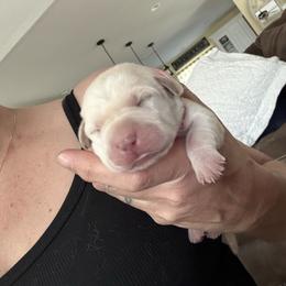 Pink collar - Yellow female Labrador Retriever puppy in Callahan, Florida from Black Bell Labrador Retrievers