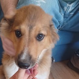 Blue John - Sable and white Old Time Scotch Collie puppy in Conifer, Colorado from Secret Spring Ranch