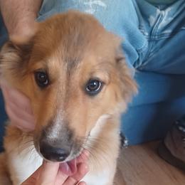 Blue John - Sable and white Old Time Scotch Collie puppy in Conifer, Colorado from Secret Spring Ranch