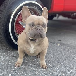 French Bulldogs from Crazy Exotic Dawgz Kennel Club