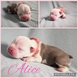 Alice - Lilac female Boston Terrier puppy in Cochran, Georgia from Sweet Georgia Boston’s