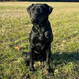 Labrador Retriever Puppies from Holyoke Kennel