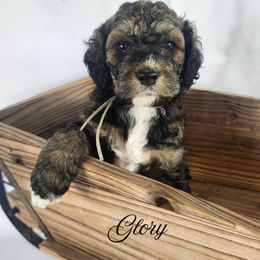 Cockapoo, Goldendoodle, and Poodle Puppies from Lavender poodles & doodles