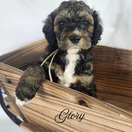 Cockapoo, Goldendoodle, and Poodle Puppies from Lavender poodles & doodles