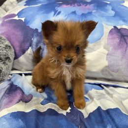 Princess - Brown female Maltipoo puppy in Sedro Woolley, Washington from Absher Ranch