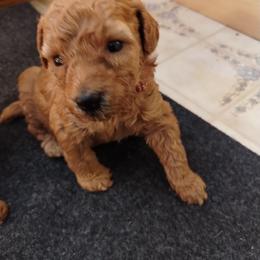 Poodle Puppies from Grace Colt Farms