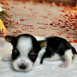 Lily. 5200 - Black tan and white female Biewer Terrier puppy in Nicholls, Georgia from Southeast Biewers