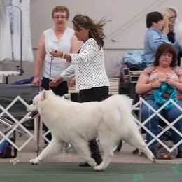 Samoyed All Grown Up from Cirque D' Samz