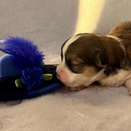 Chiquita - Black sabled fawn female Chihuahua puppy in Seneca, Missouri from Stephanie’s Puppy Colony
