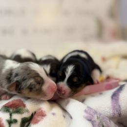 Australian Shepherd Puppies from Colorful Dreamers Australian Shepherds