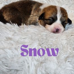 Girl 1 - Pembroke Welsh Corgi puppy from Five Heart's Corgis