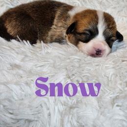 Girl 1 - Pembroke Welsh Corgi puppy from Five Heart's Corgis