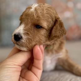 Biscuit-green - Apricot male Goldendoodle puppy in Beckley, West Virginia from By Design Doodles