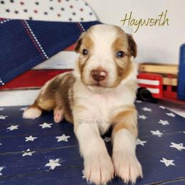 Hayworth - The Showstopper - Red merle female Australian Shepherd puppy in Pittsville, Wisconsin from Match Dot Pup