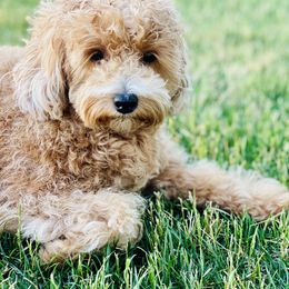 Yaffa - Maltipoo