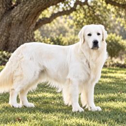 Golden Retriever puppies from Robinsnest Goldens