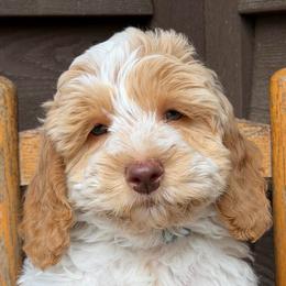 Romeo (teal collar) - Apricot male Australian Labradoodle puppy in Mount Gilead, North Carolina from Tillery Labradoodles