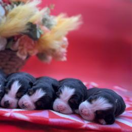 Bernese Mountain Dog Puppies from Faith’s Bernese
