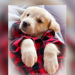 Golden Retriever Puppies from Ruff Life Goldens