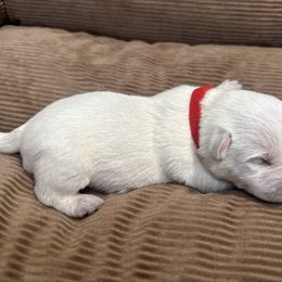 Red Collar - West Highland White Terrier puppy from Emily's West Highland White Terriers