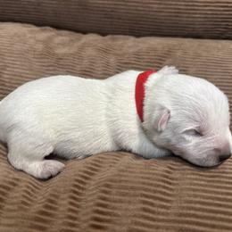 Red Collar - West Highland White Terrier puppy from Emily's West Highland White Terriers