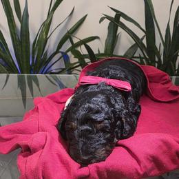 Poodle Puppies from Quality Care Dobermans