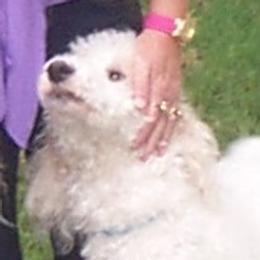Dee - Poodle