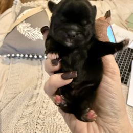 Amber - Black female Shih Tzu puppy in Magnolia, Texas from Furbourne Farms