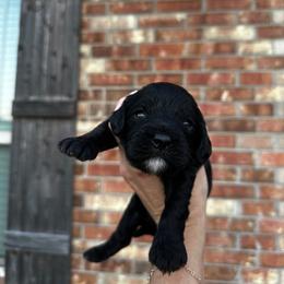 Willie - Black male Cavapoo puppy in Thorndale, Texas from Hattie’s Texas Cavapoos