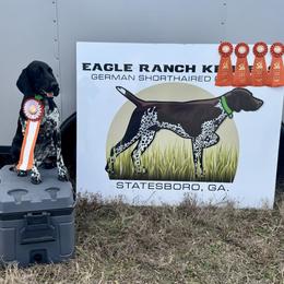 Storm - German Shorthaired Pointer