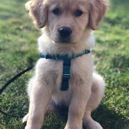 Golden Retriever Puppies from Haven Acre Goldens