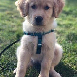 Golden Retriever Puppies from Haven Acre Goldens
