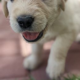 Golden Retriever Puppies from Mountain Sky Goldens