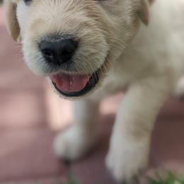 Golden Retriever Puppies from Mountain Sky Goldens