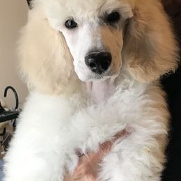 "white standard puppy" Poodle Puppies from Firebrook Poodles