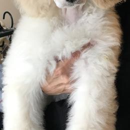 "white standard puppy" Poodle Puppies from Firebrook Poodles